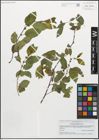 Foto von Salix myrsinifolia Salisb.